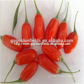 Preço de fornecedor de China ningxia seco orgânico goji berry